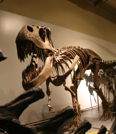 Tyrannosaurus Rex Skeleton post thumbnail image